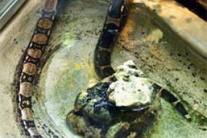 Leyendas Urbanas: La boa constrictor