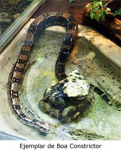 Cría de serpiente