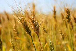 Programa veraniego de ion litio