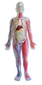 Colección - El cuerpo humano