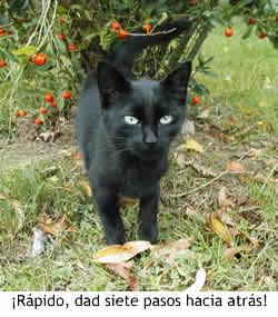 Gato negro malévolo